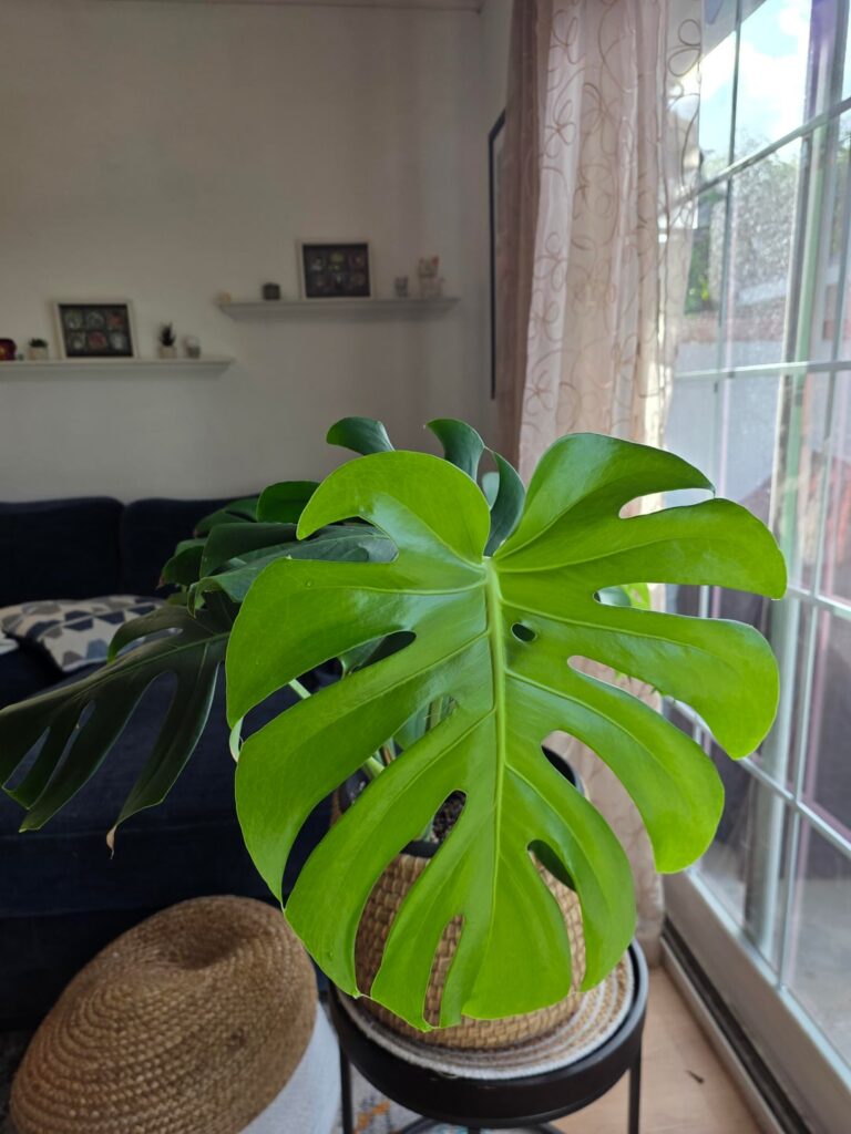 It took 4 years, but LOOK at this leaf 😠It took 4 years, but LOOK at this leaf ðŸ˜