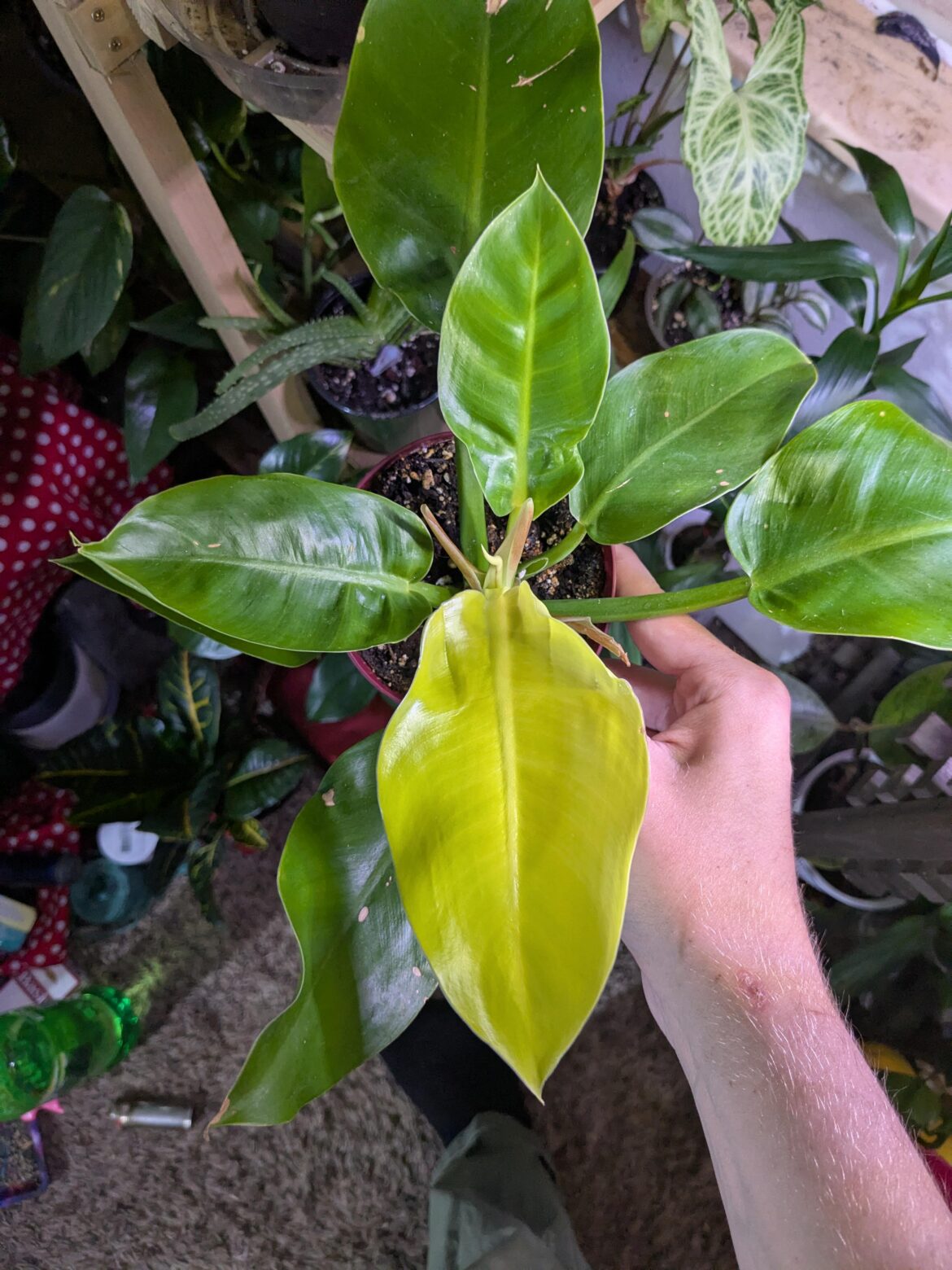 my moonlight philo is loving the longer days we're getting! new leaf!!!