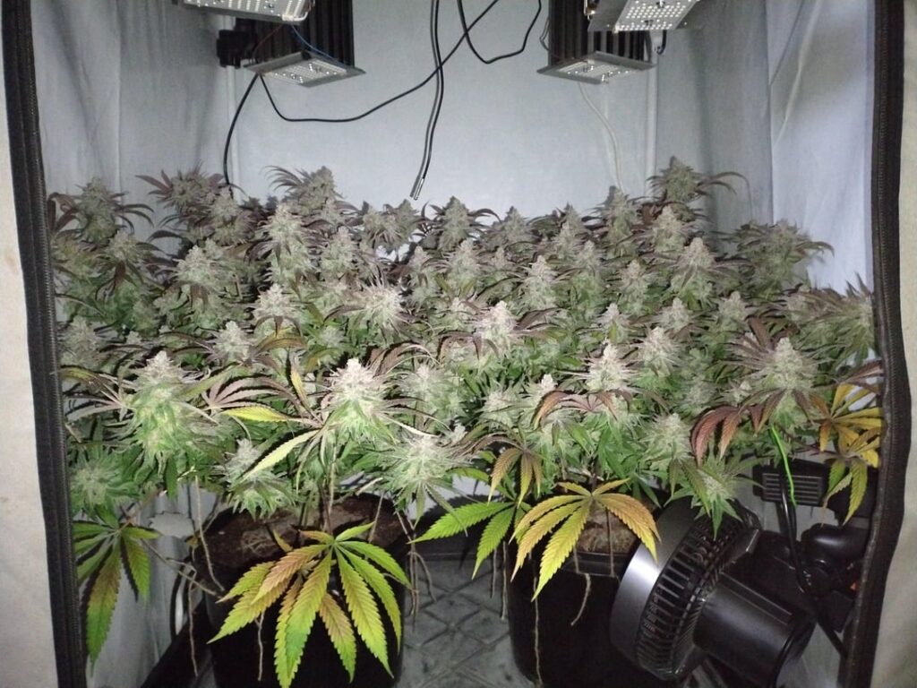 Santa Maria Day 69 💜 Harvest Day 😁