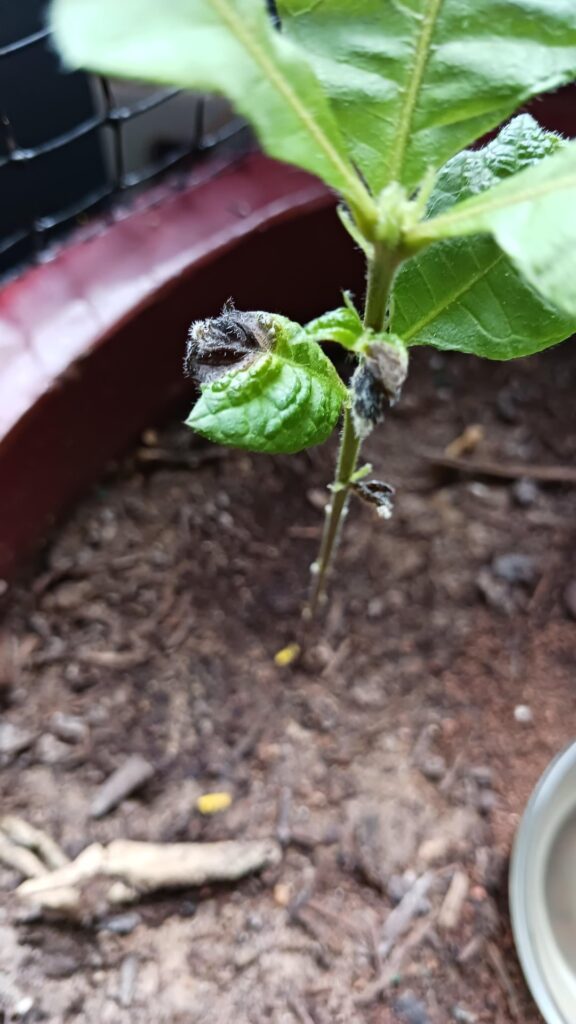 What's this on my overcup oak sapling?