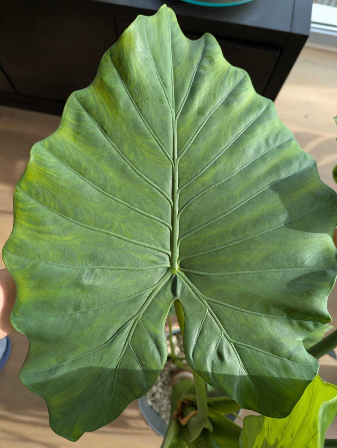 What kind of deficiency is this leaf showing?