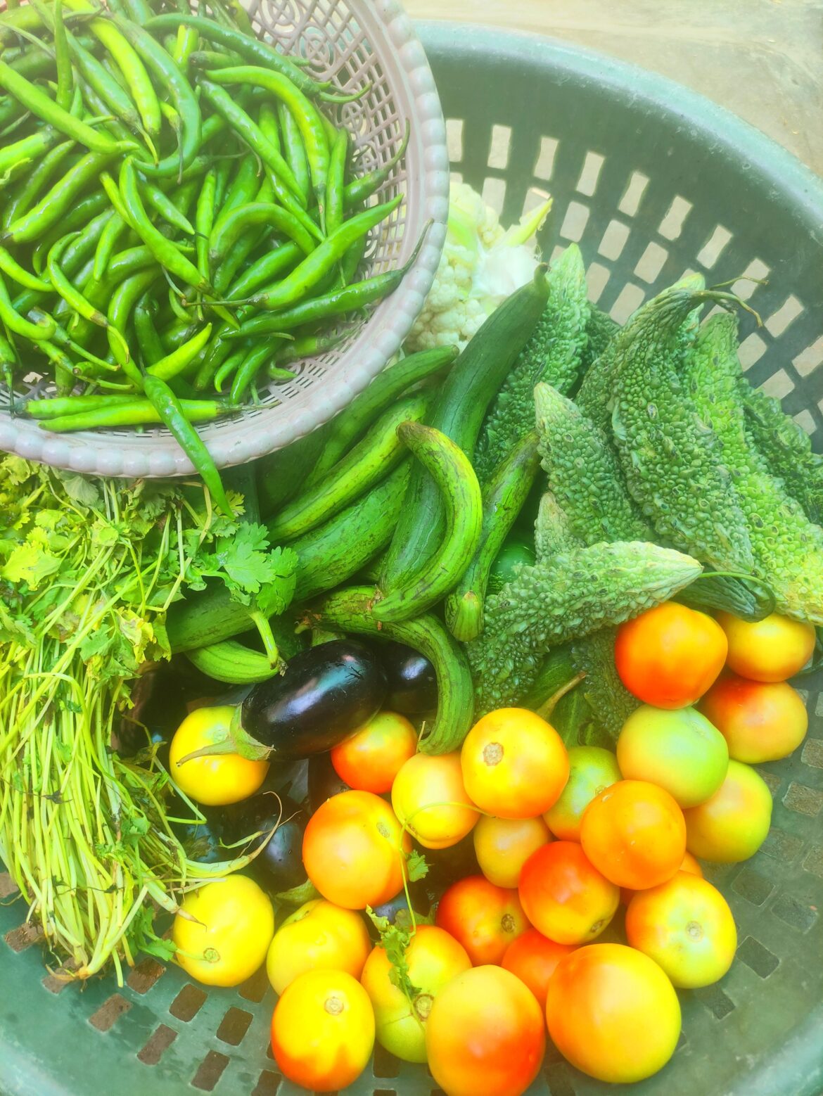 Straight from the farm to the basket 🌿🍅