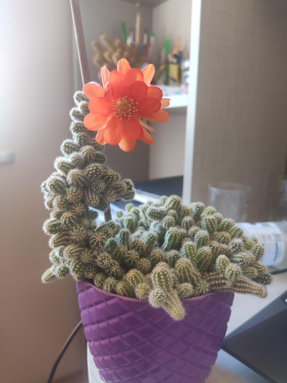 Flower!!!