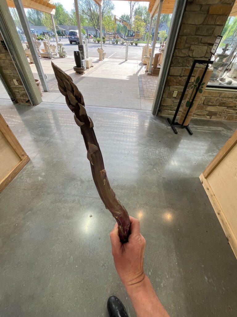 Big Asparagus™️ harvest 2026 - Thicker, Longer, and Uncut