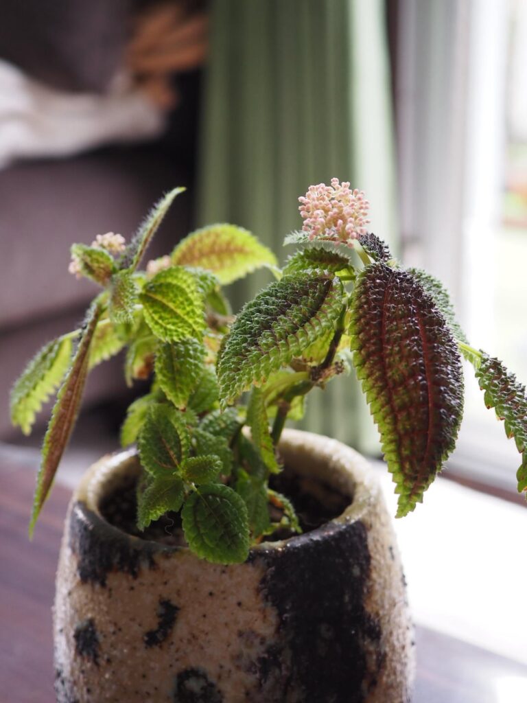 My Pilea Moon Valley is flowering ☺️🌸