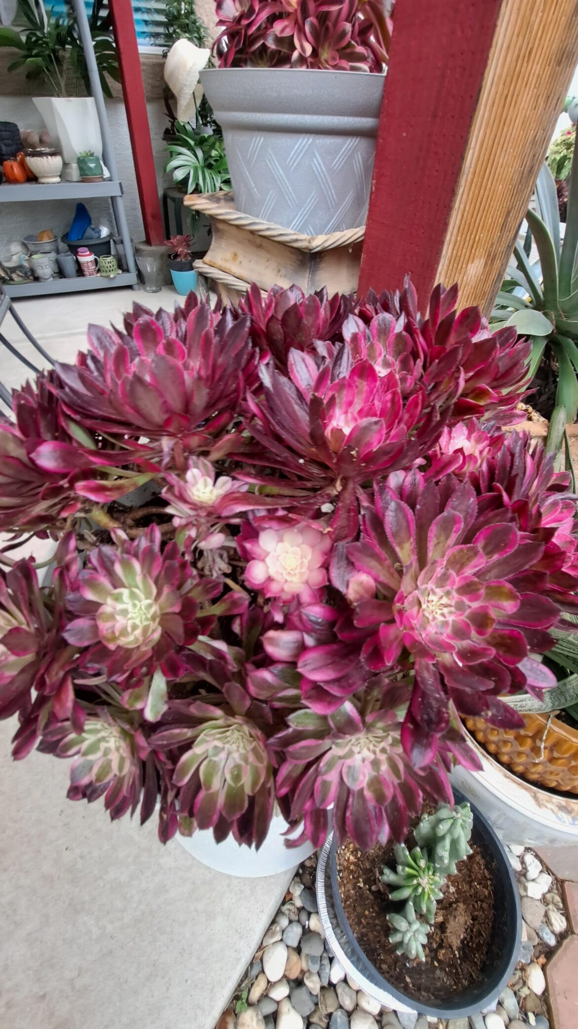 Pretty aeonium
