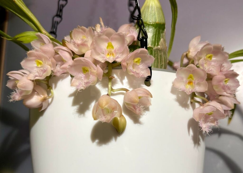 Clowesia Rebecca Northern “Mikabi”