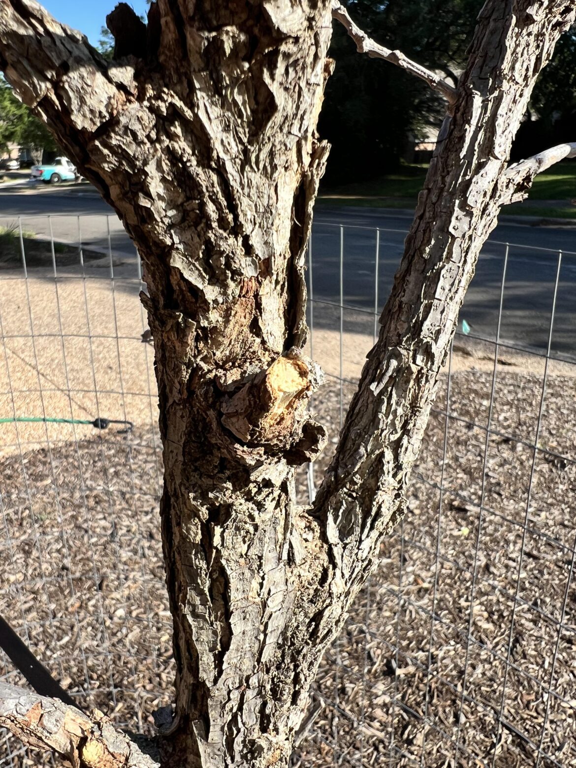 Burr Oak planted in January—failed scratch test after freeze. Dead? Replant now or wait?