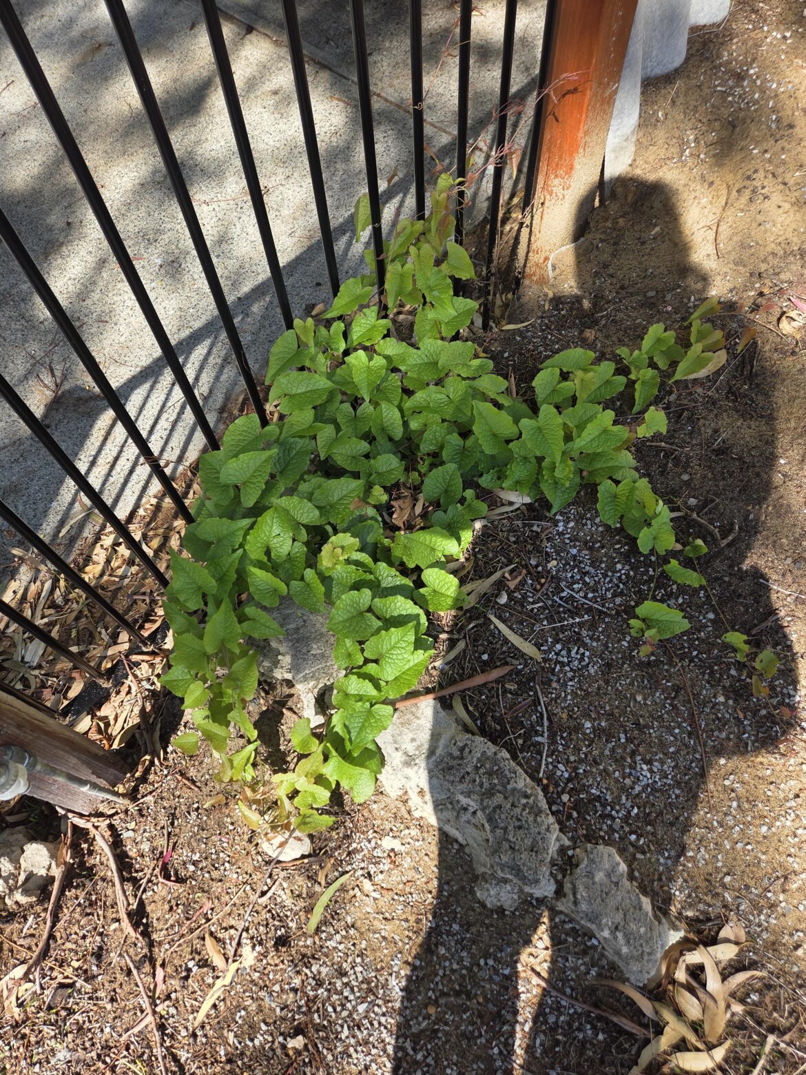 Invasive Vining Plant 🌿