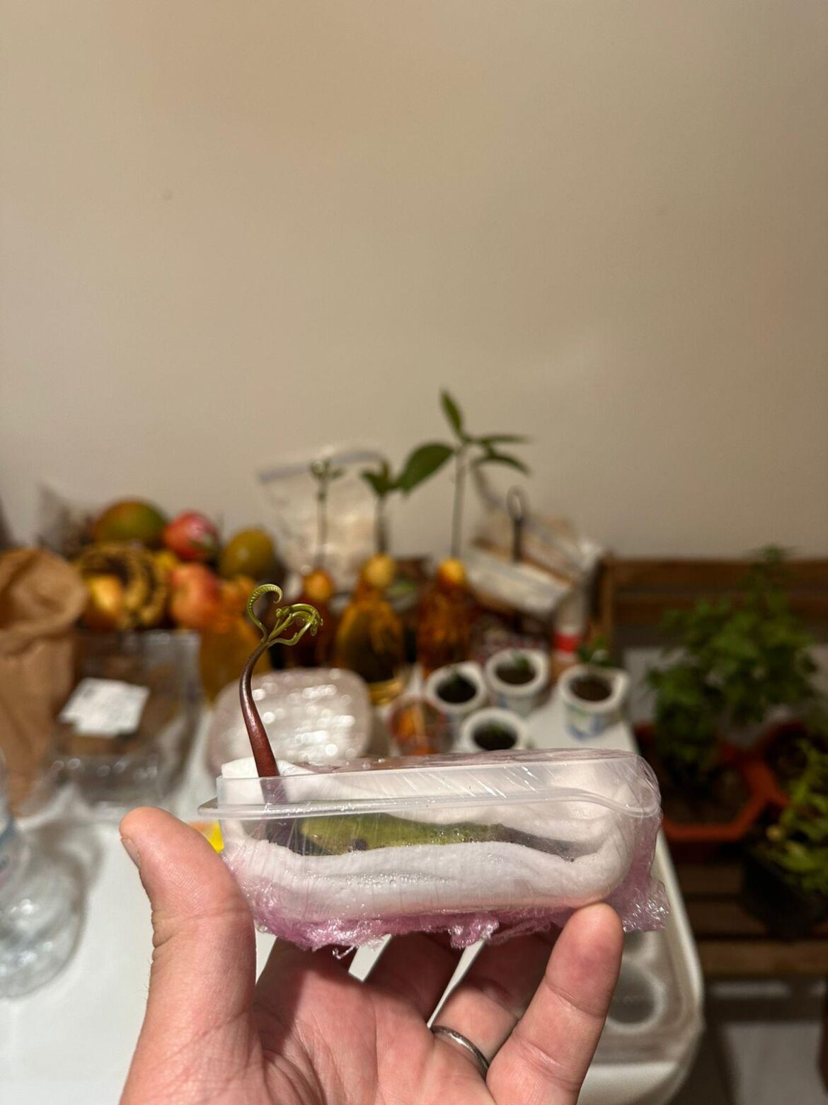 Little heart from my little mango baby seed 🥭✨