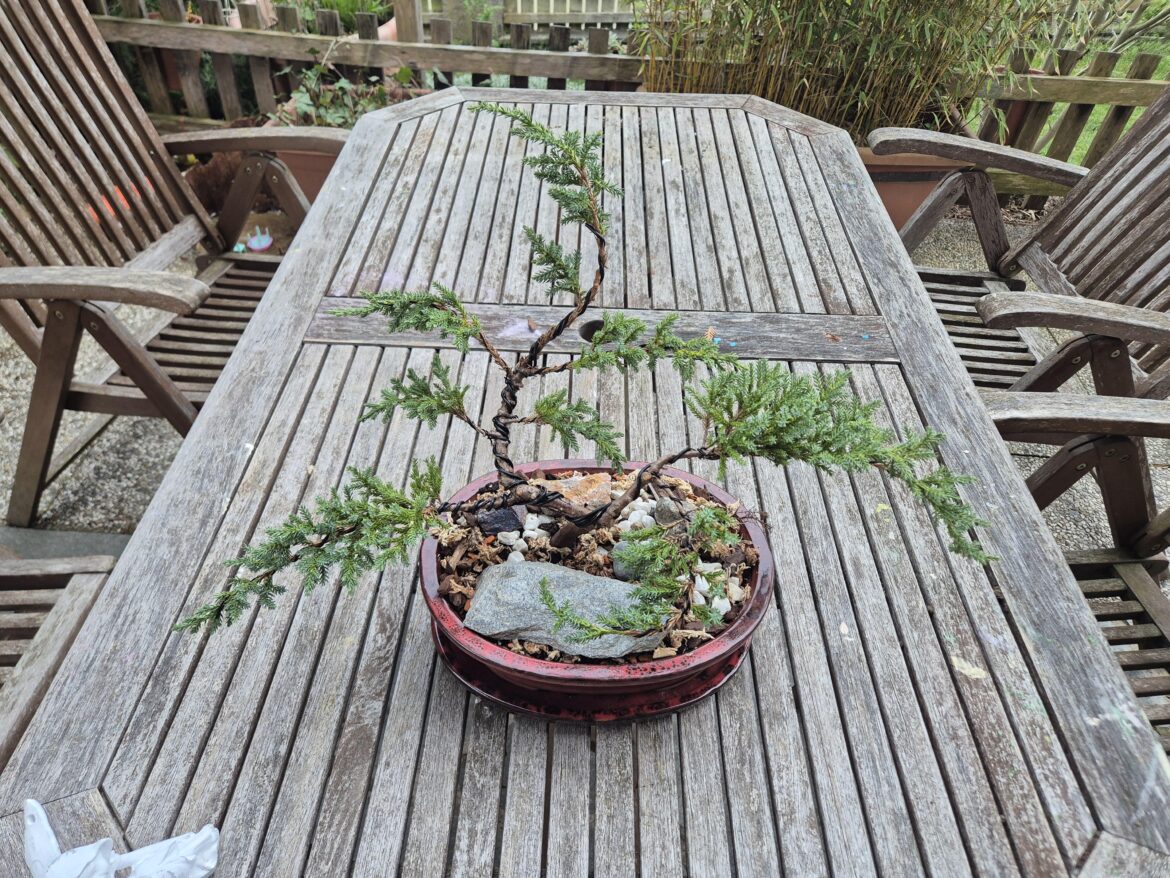 Hello Bonsai Community! A few weeks ago, the sudden desire to look at Bonsaitrees came over me. So i started reading and watching videos about them and now here i am, with my first little juniper. Let me know what you people think. Thx