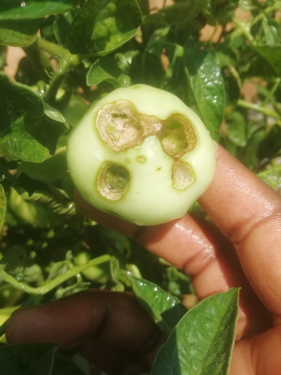 What's going on with my tomatoes guys please help...