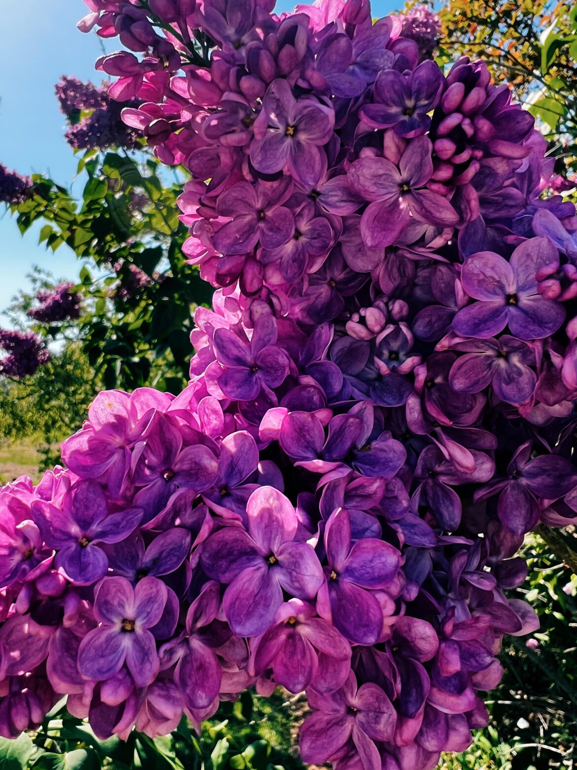 Can you smell this photo? Lilac Season 💜