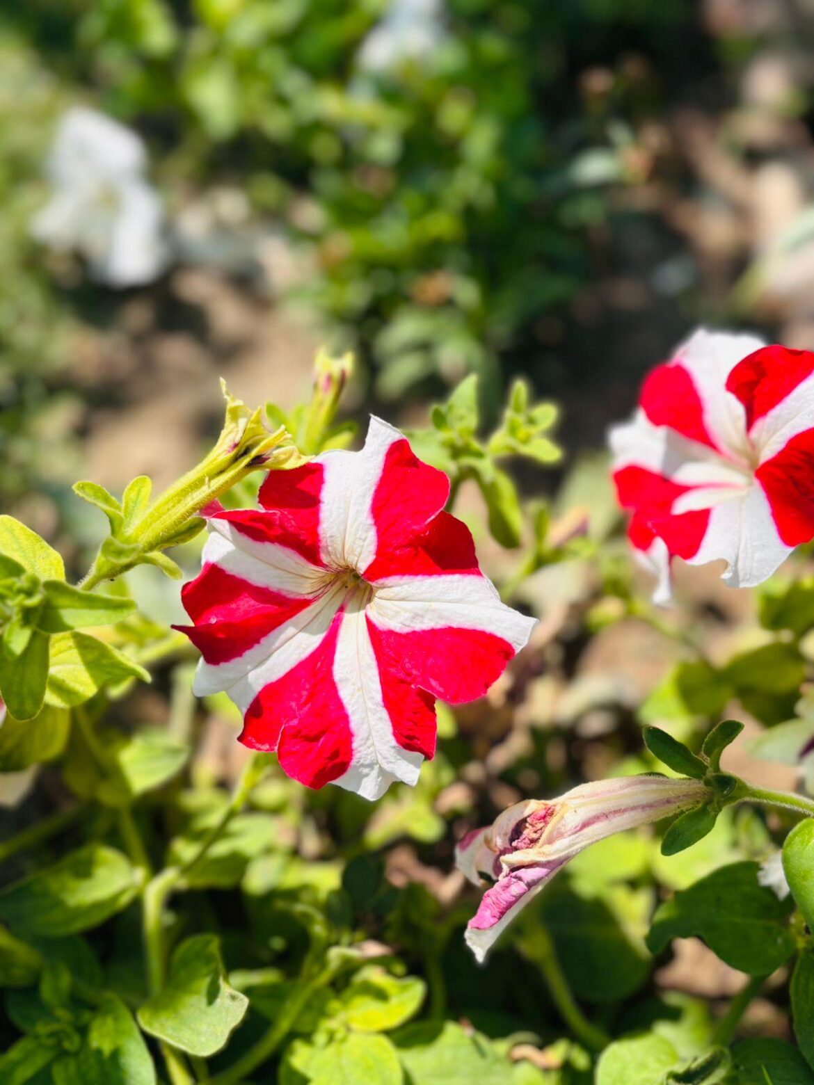 The red and white stripes feel so perfectly split, almost unreal for a simple bloom. Do patterns like this stand out to you too?