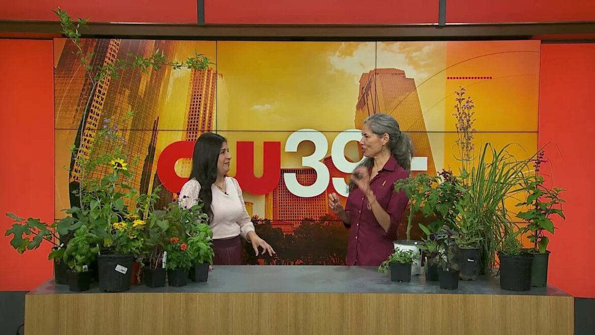 Square-foot and intensive gardening: The pros and cons Yahoo news home