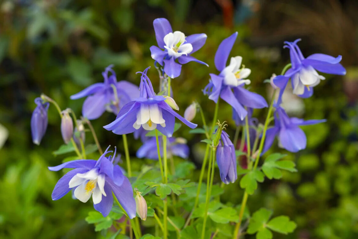 Gardeners Agree: This Fast-Growing Perennial Is the Best Choice for Long-Lasting Blooms