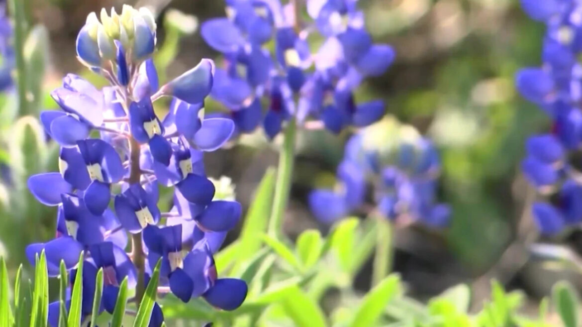 How to keep your plants thriving