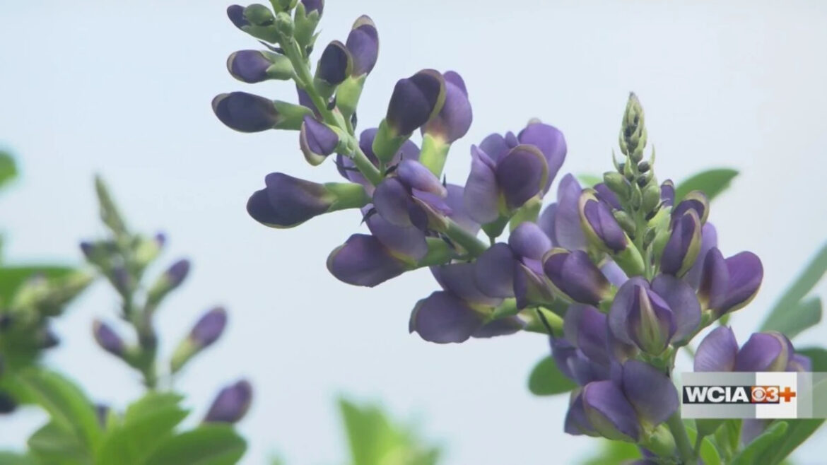 Which plants should I bring inside during a deep freeze in Central Illinois? Which plants should I bring inside during a deep freeze in Central Illinois?