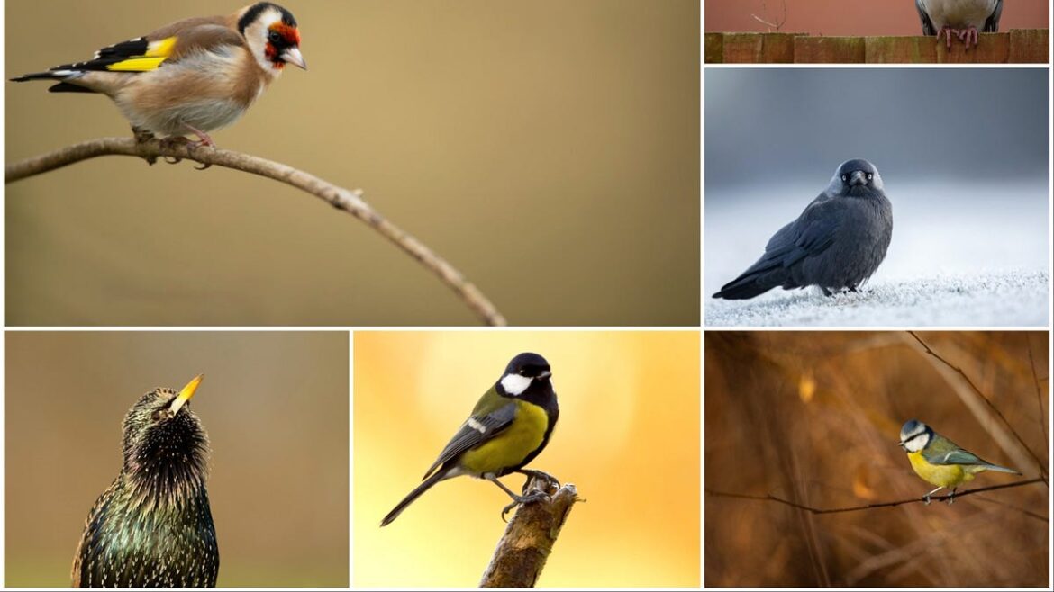 Big Garden Birdwatch reveals regional bird trends Big Garden Birdwatch reveals regional bird trends