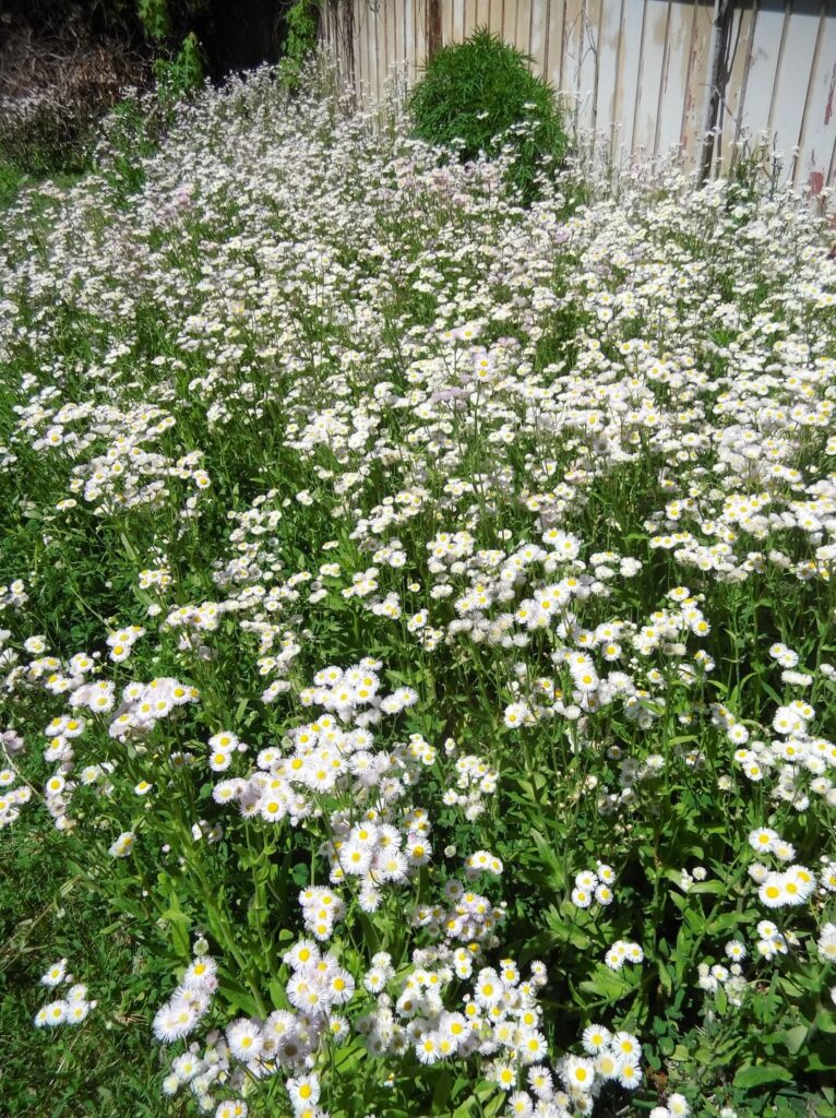 What a fantastic early successional plant