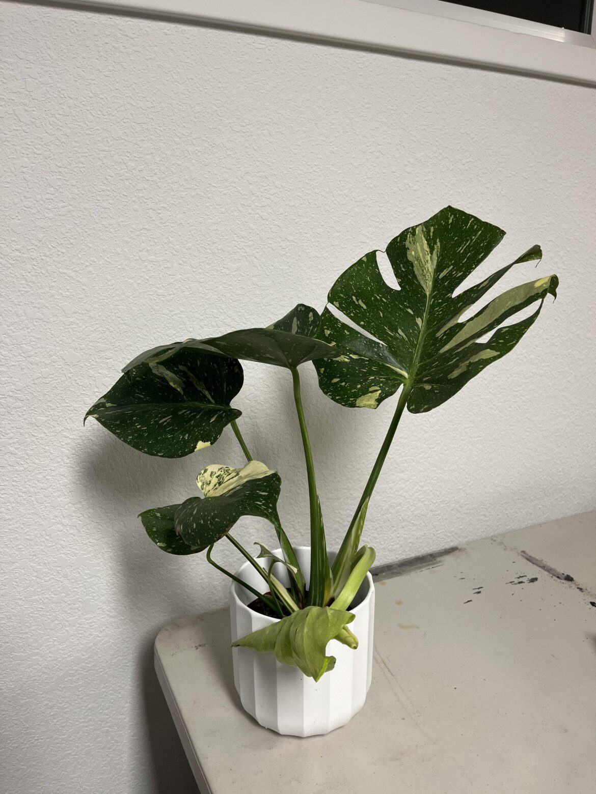 Got this Thai Constellation from home depot