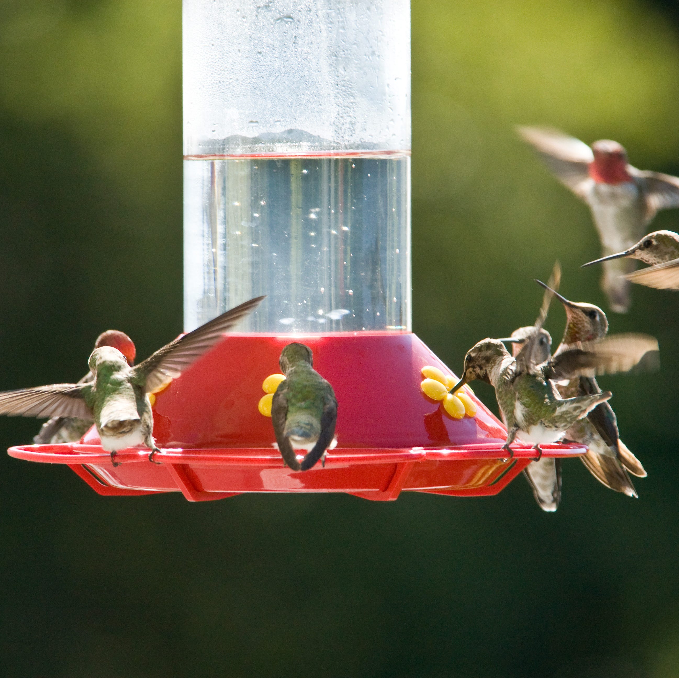 hummingbird feeder