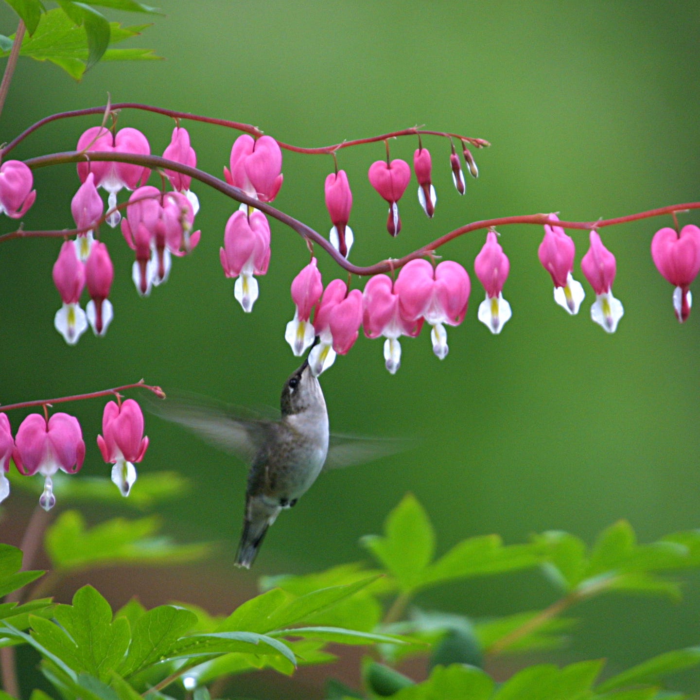 hummingbird feeding at bleeding heart bloom