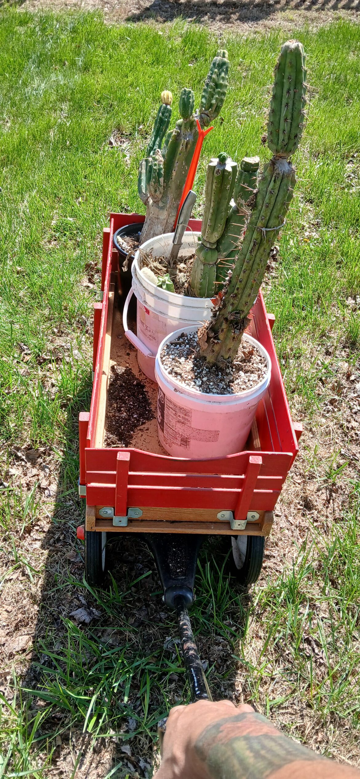 Don't forget to take your cactus for a walk