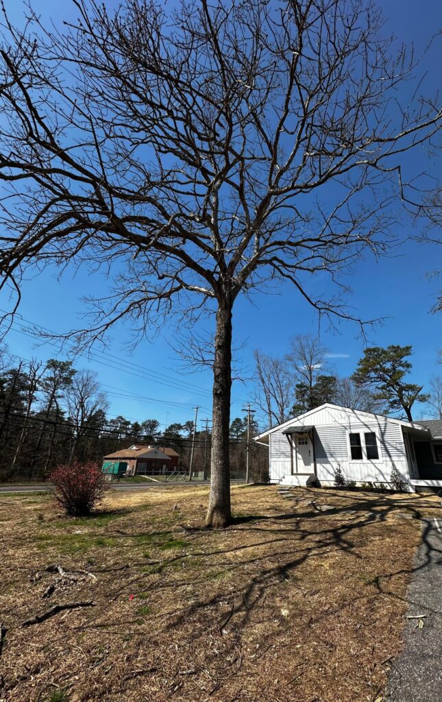 I need help determining the health of my trees. I need help determining the health of my trees.