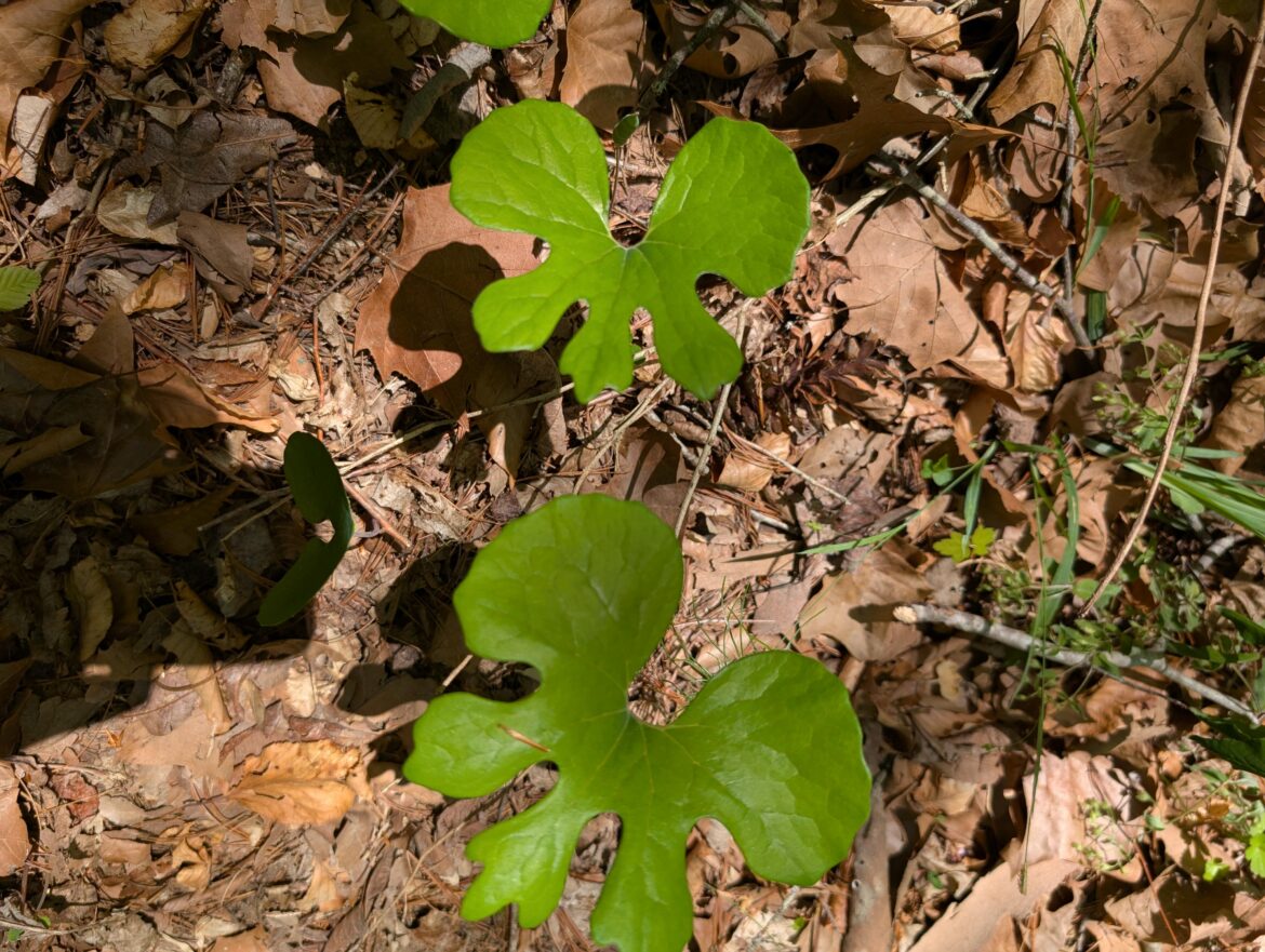 Weird leaves? Some sort of ginger? Central Virginia USA