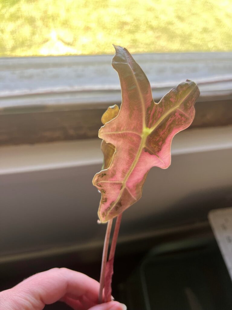 How do I repot her?
