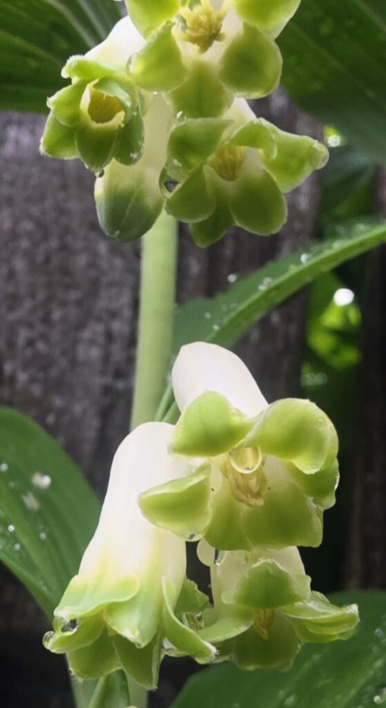 Soloman's seal (Polygonatum) from our backyard.