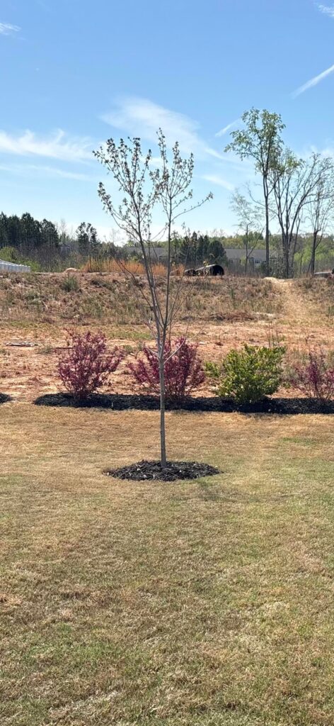Does this redpointe maple look right?