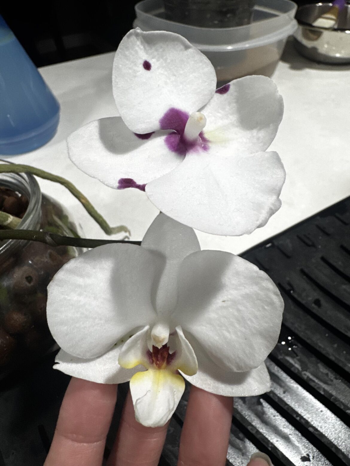 Different flowers on the same orchid stem?