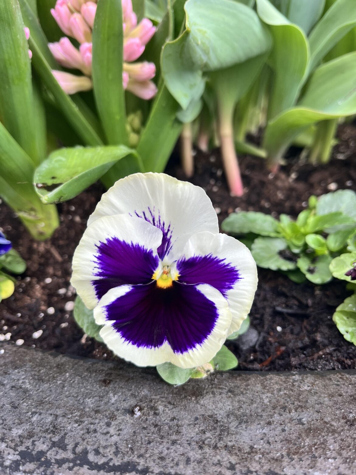 Proud pansy