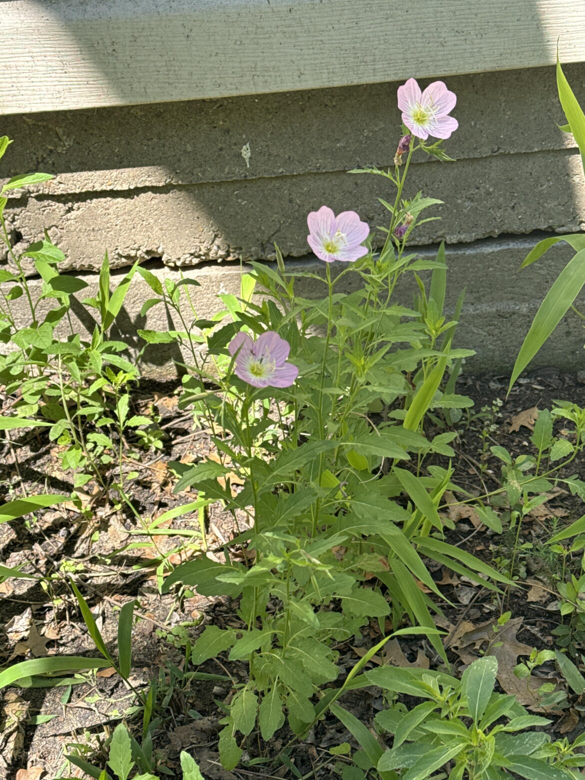 Pink Evening Primrose (Oenothera speciosa)