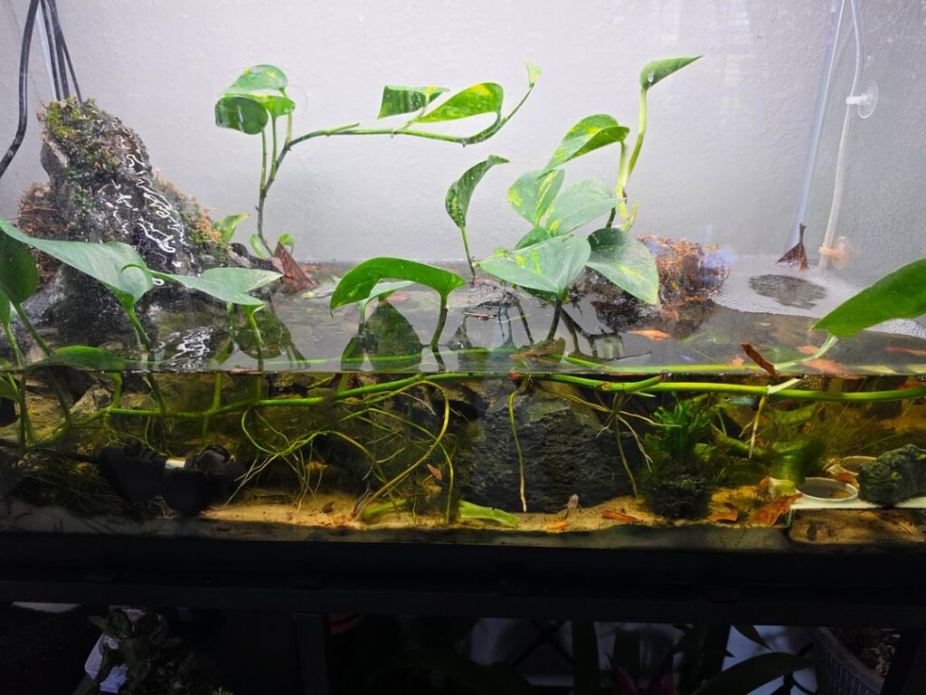 Just showing my 1st setup. Very new to this. #repost lol