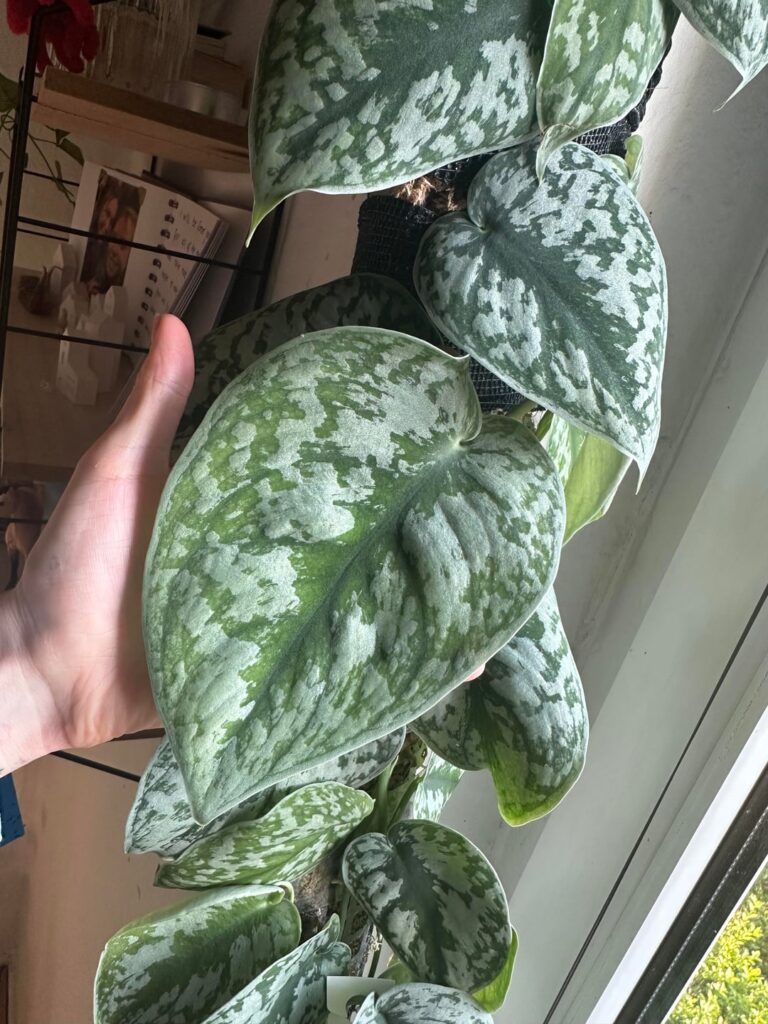 Showing off my biggest leaf yet!