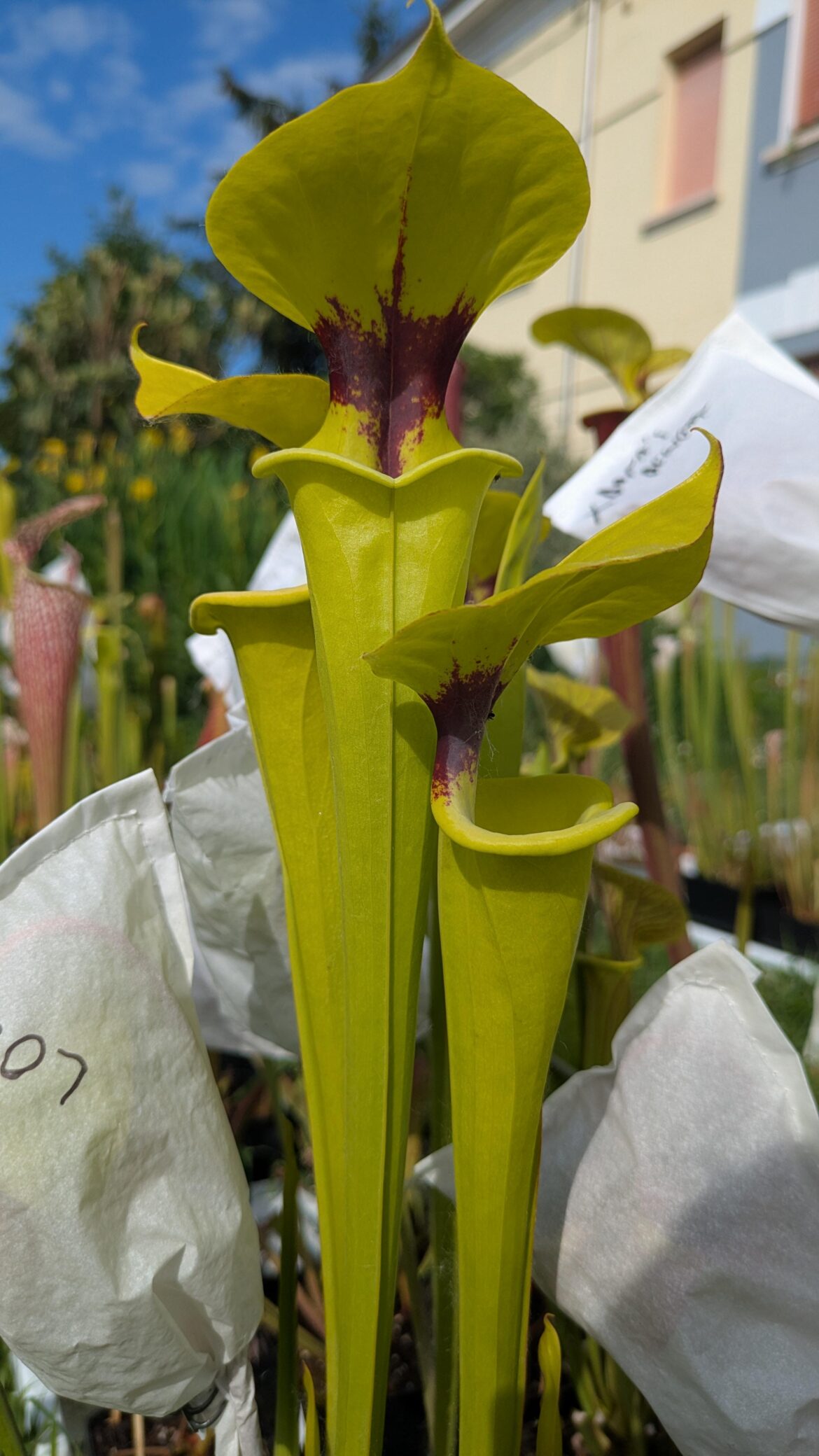 So simple and yet so elegant. flava rugelii F147 MK.