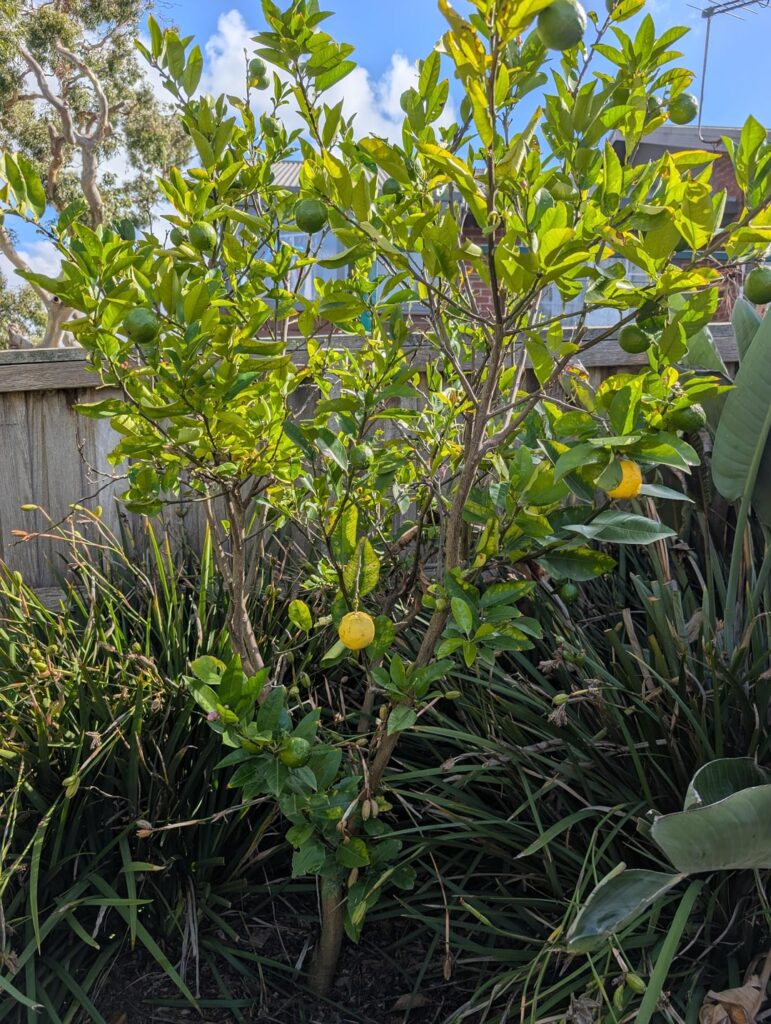 Help with lemon/lime tree
