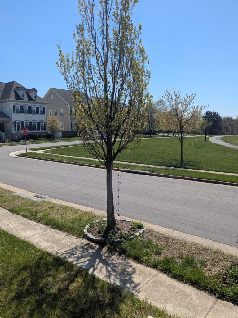 What went wrong when they planted this maple?