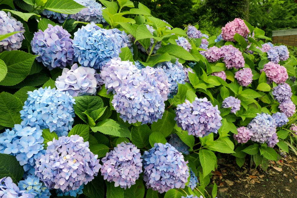 Hydrangea in bloom on roadside hydrangea in bloom on roadside
