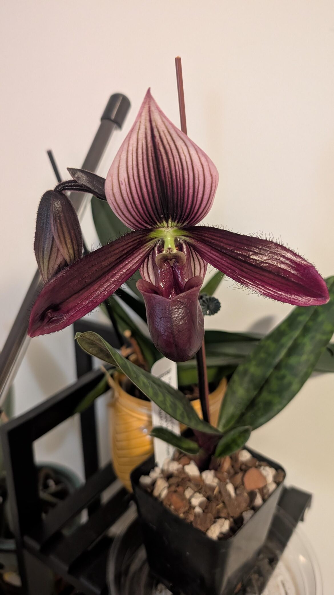 Obsessed with my new orchid