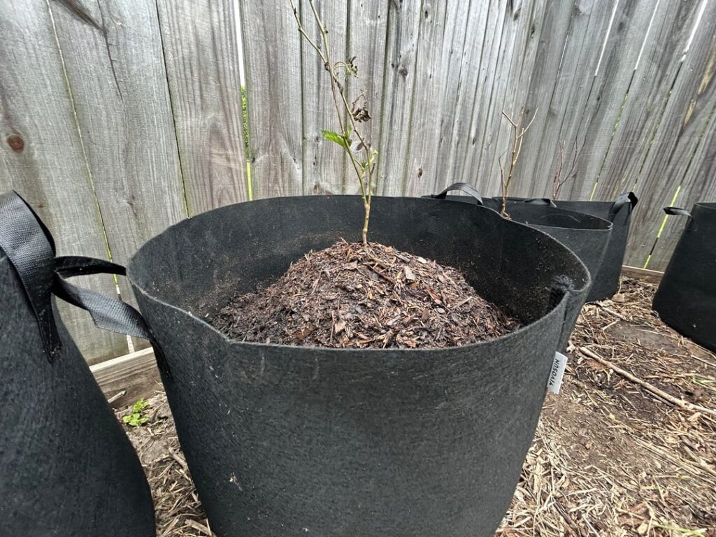Didn’t get enough soil for my blackberries and wondering what to do now. Didn’t get enough soil for my blackberries and wondering what to do now.