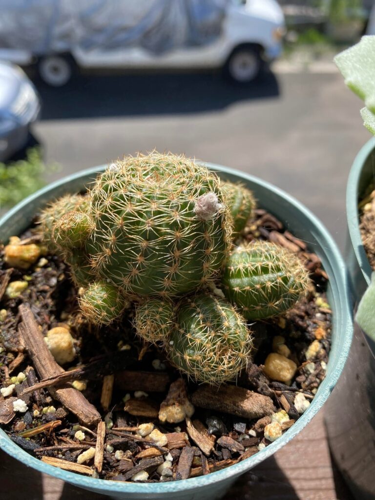 The evolution of my tiny cactus’s massive flower
