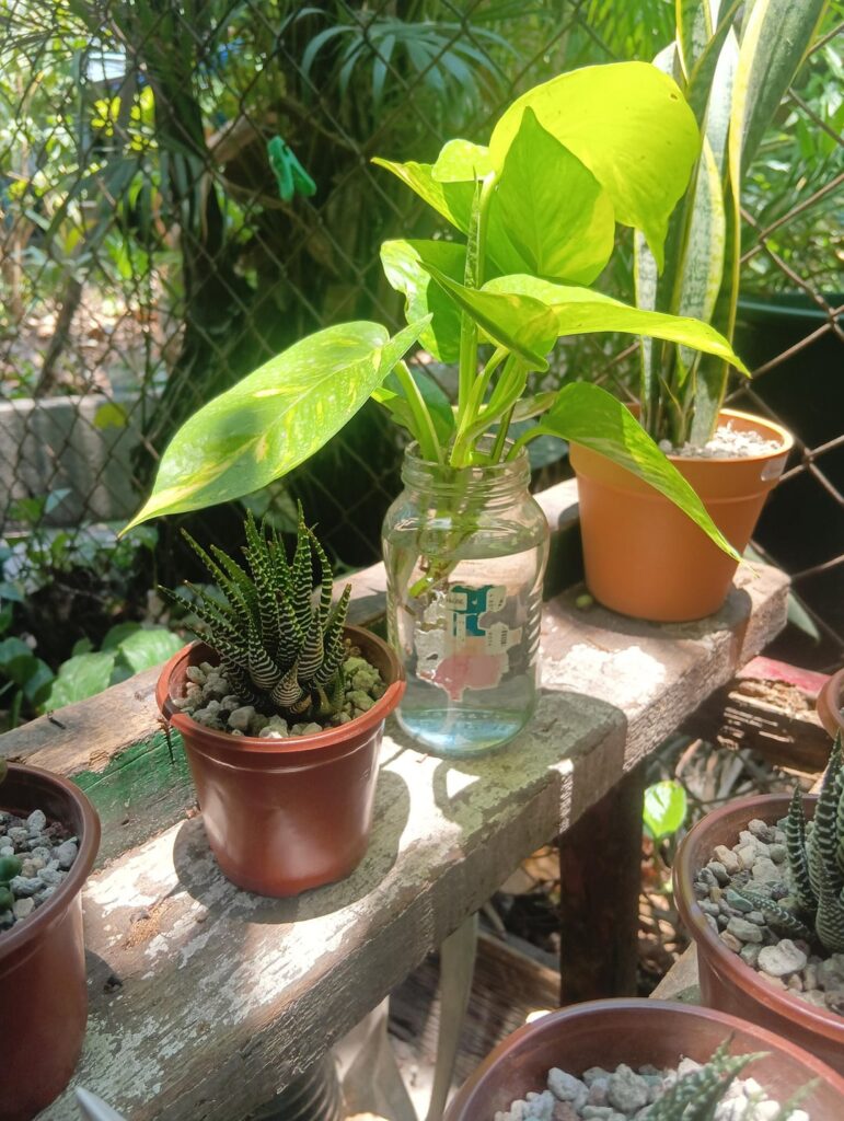 Shade buddy!