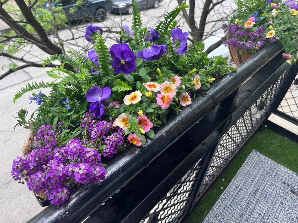 Happy with how my flower boxes turned out!