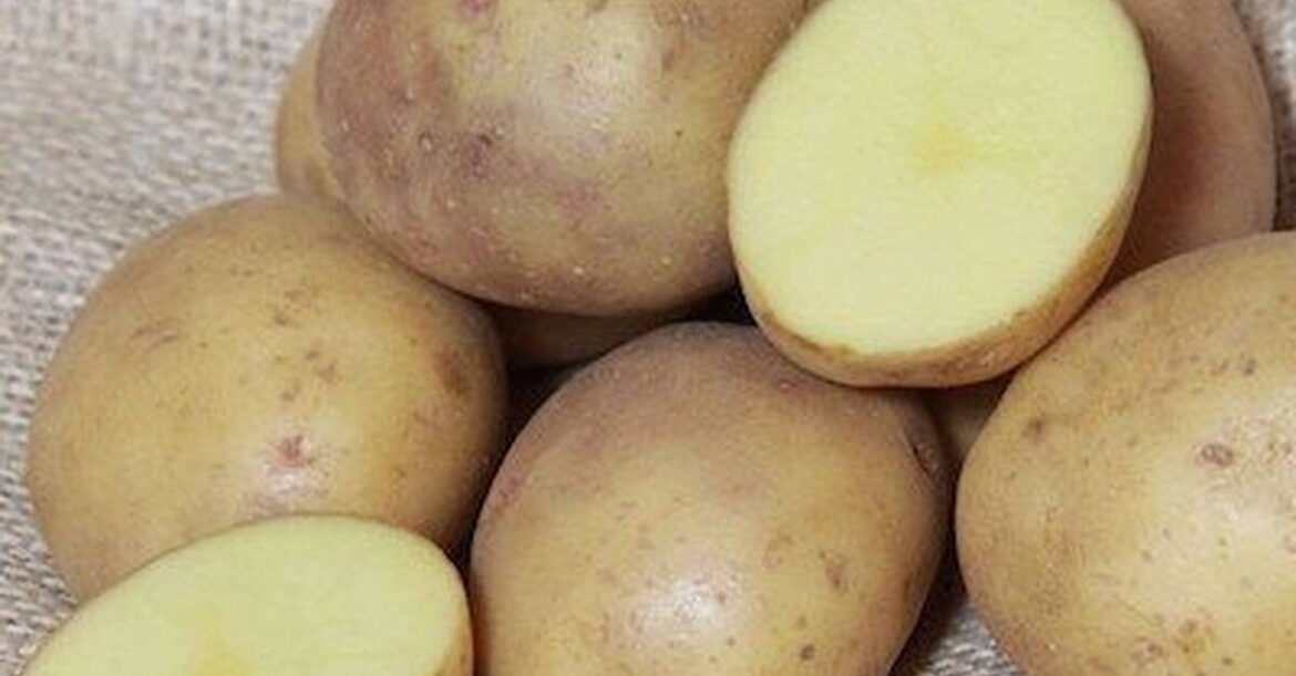 ‘I’M CHITTING IT’ – GARDENING WITH GARETH 'I'M CHITTING IT' - GARDENING WITH GARETH