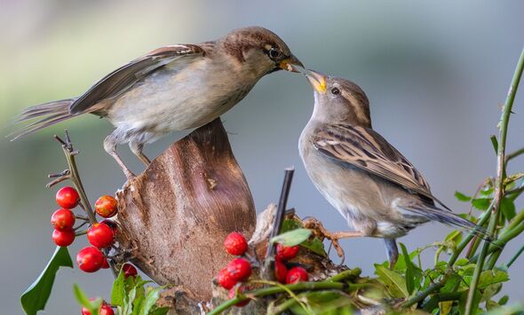I never tire of observing and photographing birds