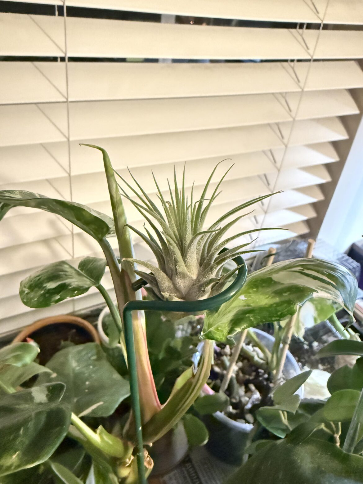 Just got my first air plant! Tips?